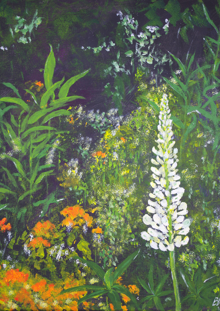 Girofles et Lupines